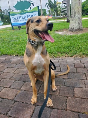 pet walking service 