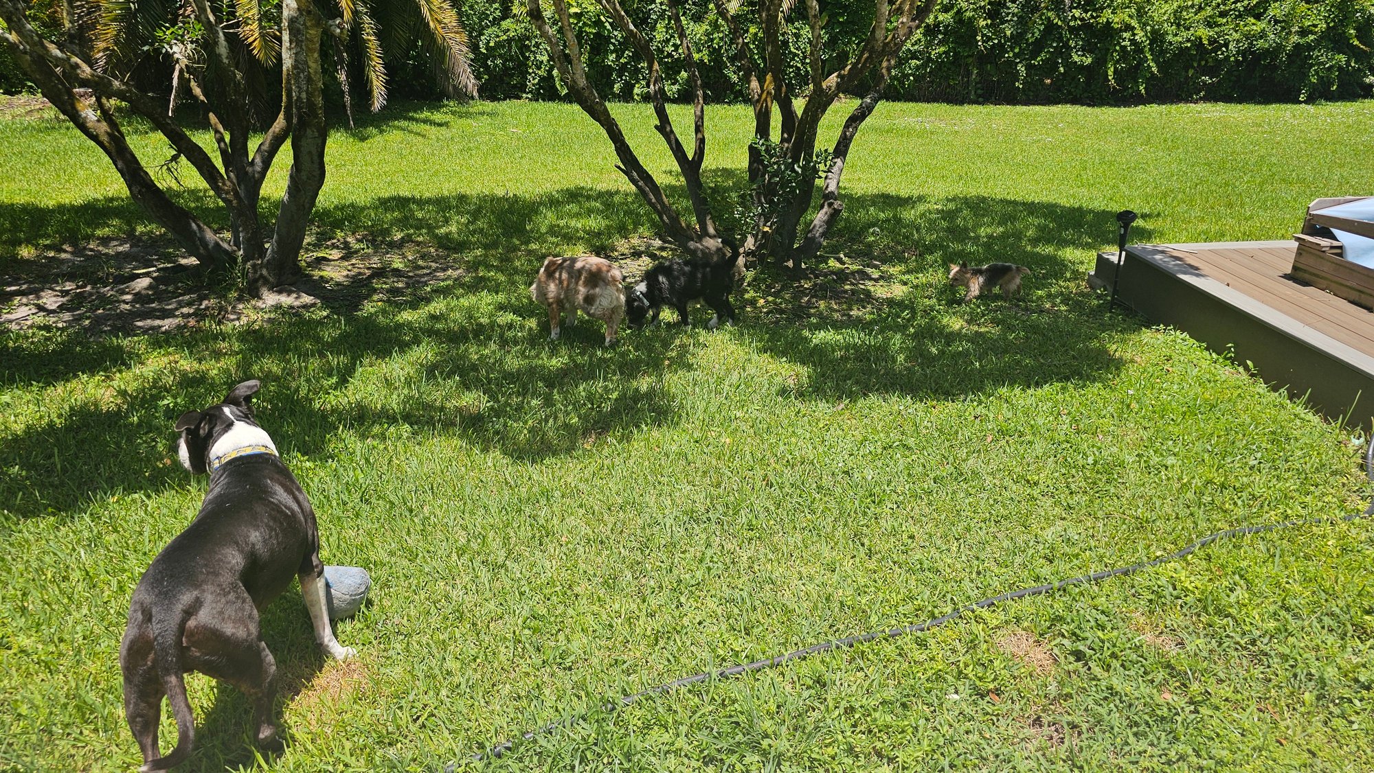 home and pet sitting south florida 