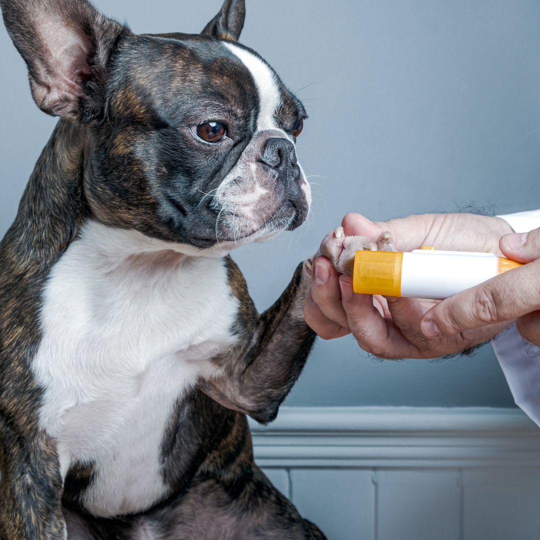 pet pedicure- premier pet services