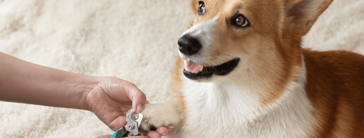 Pet Nail Trim South Florida 