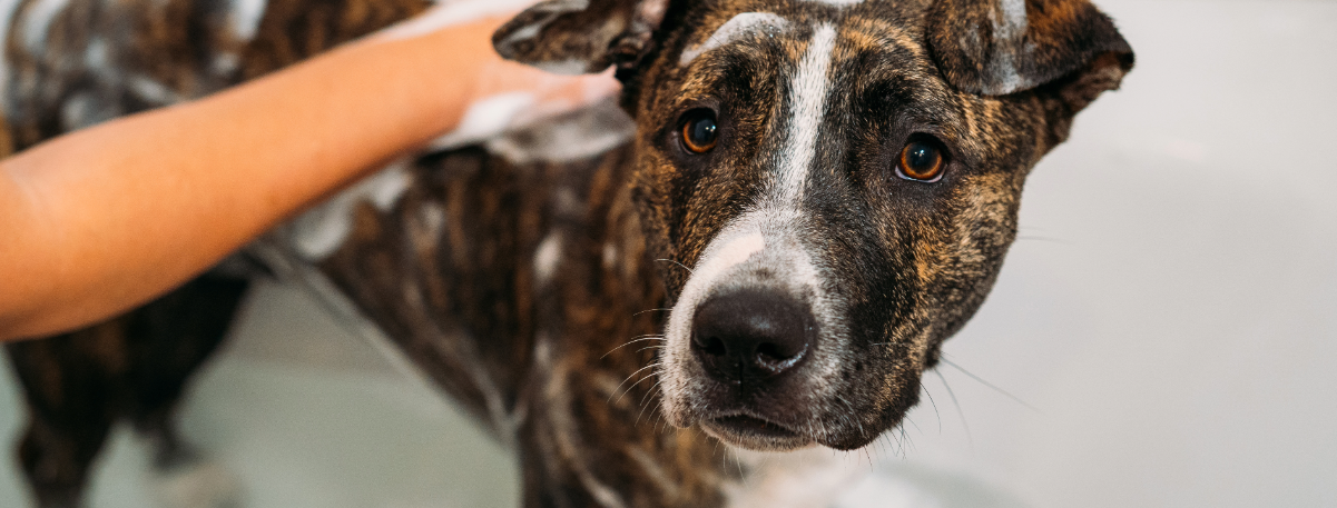 Pet Baths South Florida Groomers 