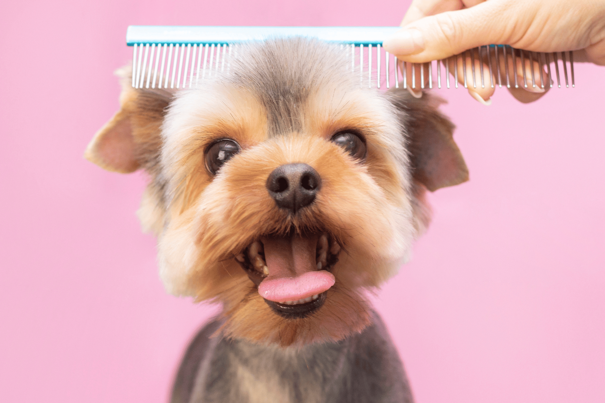 Hair Trim Premier Pet Services 