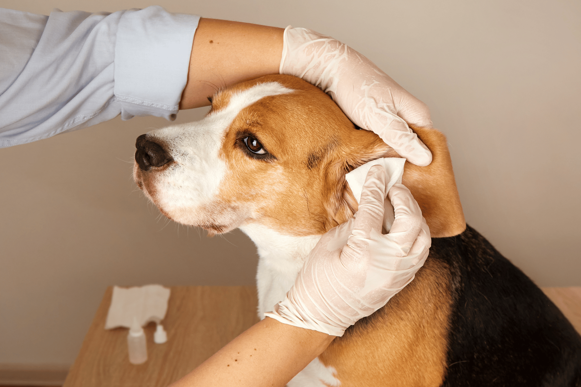 Pet Ear Clean - Premier Pet Services 