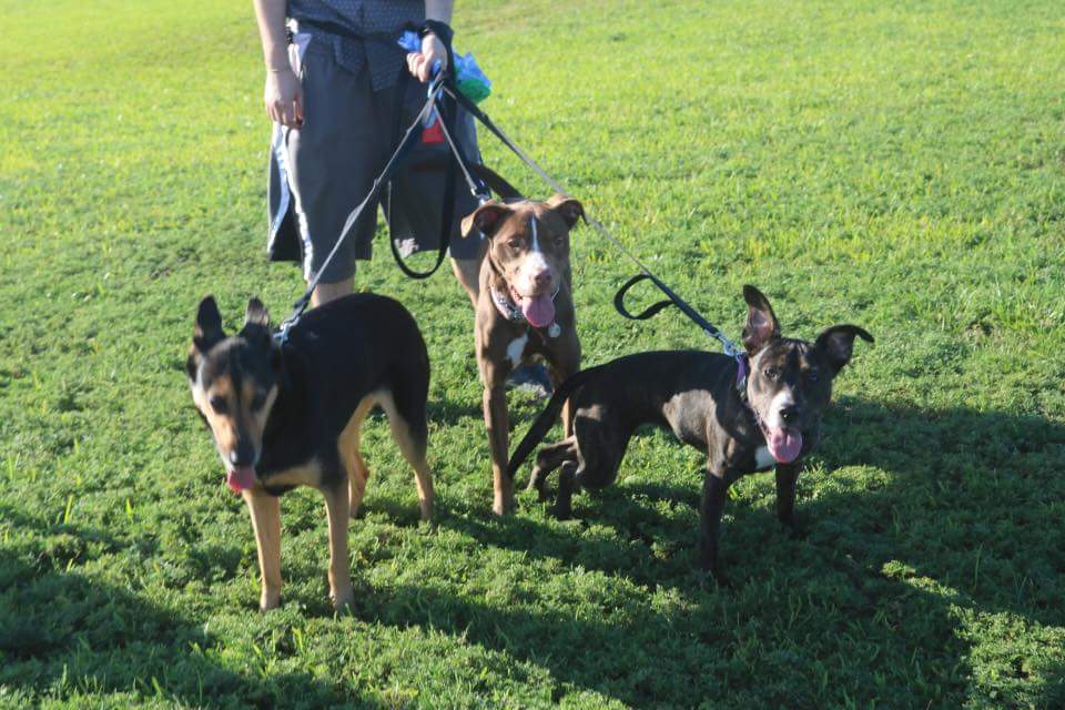 Pet Walking Service South Florida 