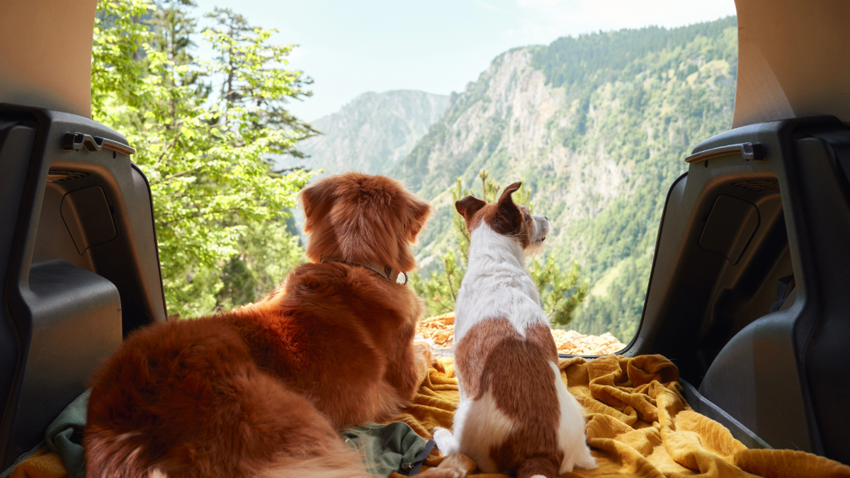 multi pet transportation premier pet services florida 