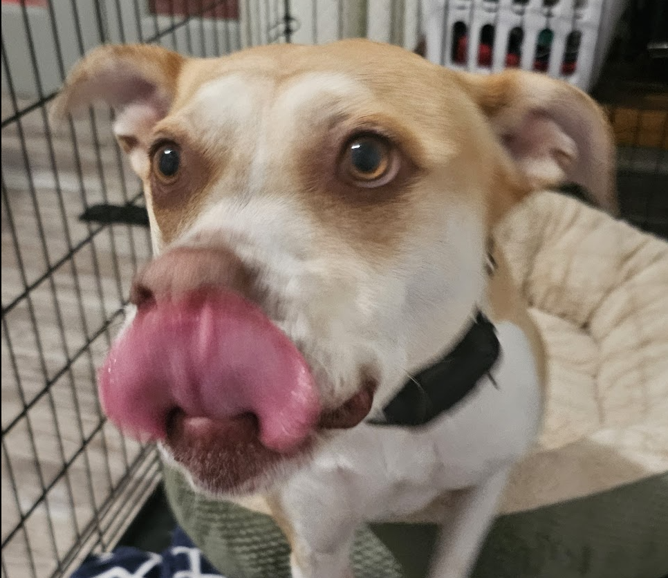 Boarding Review Premier Pet Services