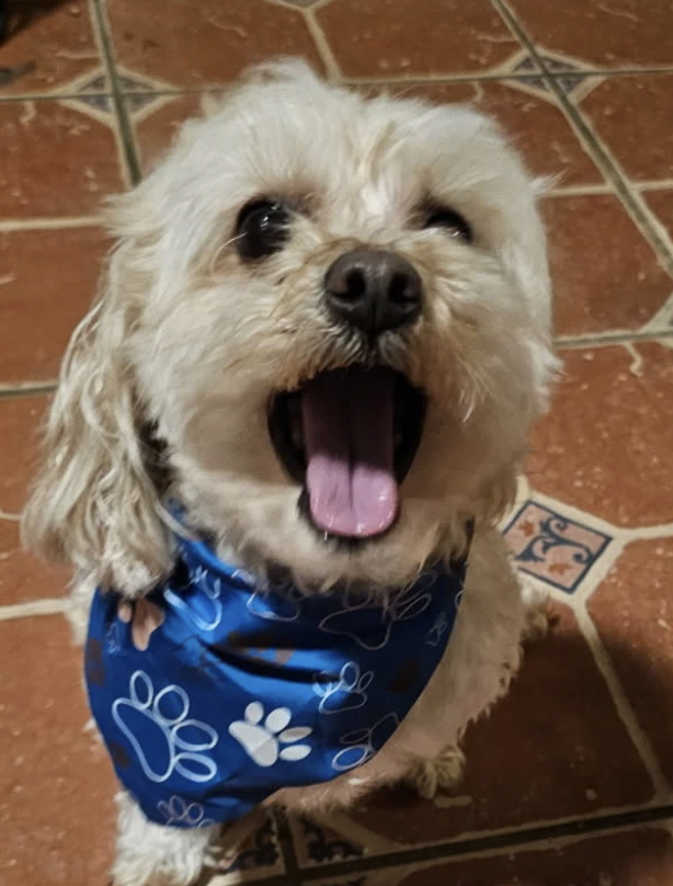 yara review premier pet services grooming