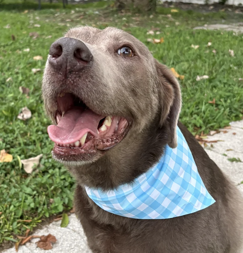 Katelyn Review Premier Pet Services Grooming