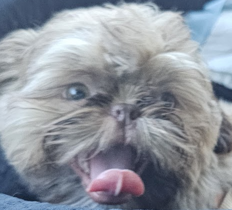 Sonia Review Premier Pet Services Boarding and grooming 