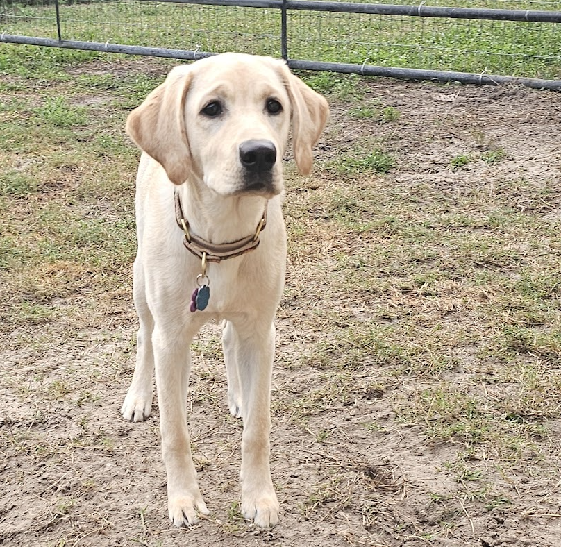 Lily Premier Pet Services Review 