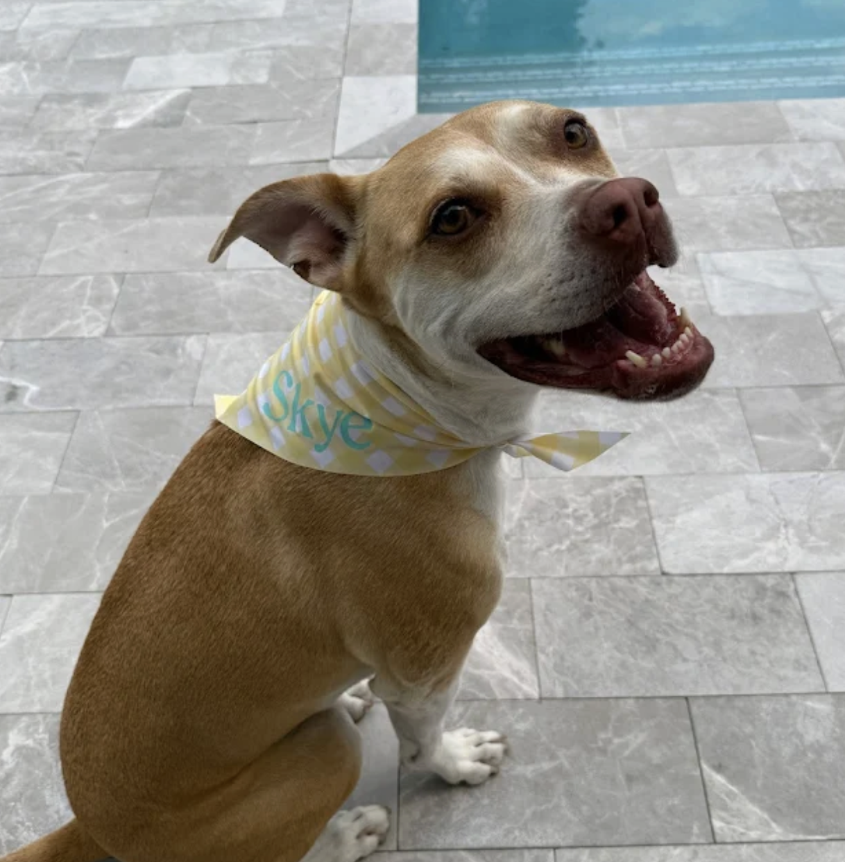 Skye Review Premier Pet Services