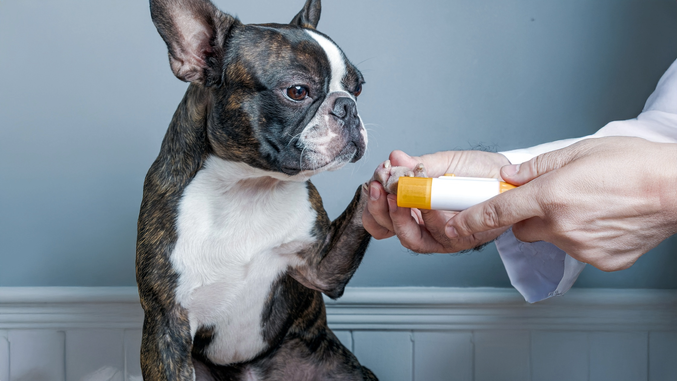 pet pedicure south florida 
