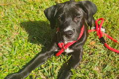 Atlas Premier Pet Services