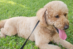 Britney Review Premier Pet Services 