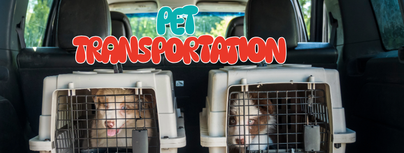Pet Transportation Premier Pet Services 