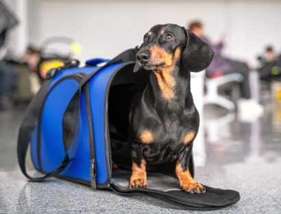 Pet Transportation Services- Premier Pet Services Florida
