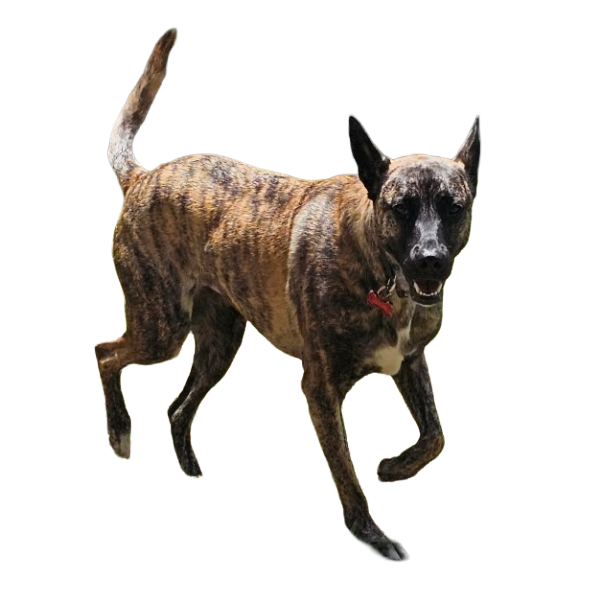 Daycare Premier Pet Services - Tigerlily 