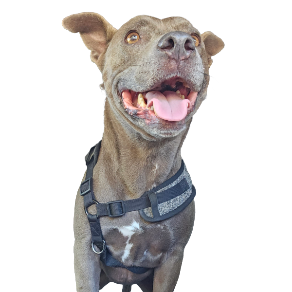 Extended Day Care- Premier Pet Services - Mia 