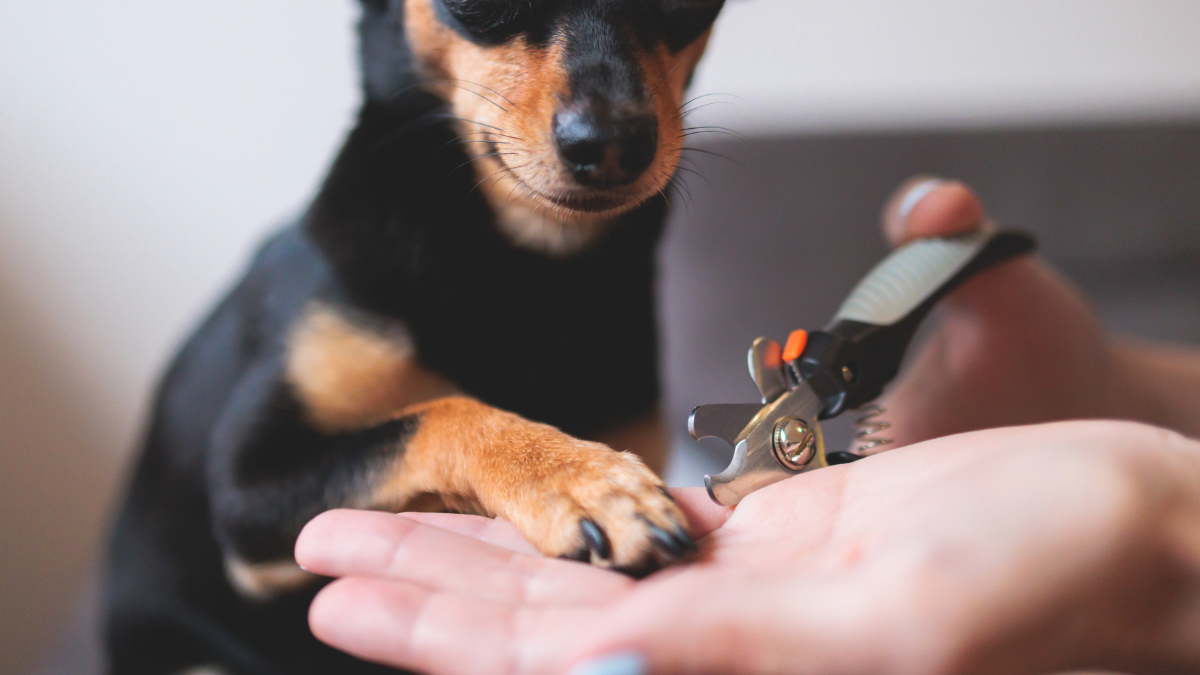 Pet Nail Trimming Services- Premier Pet Services 