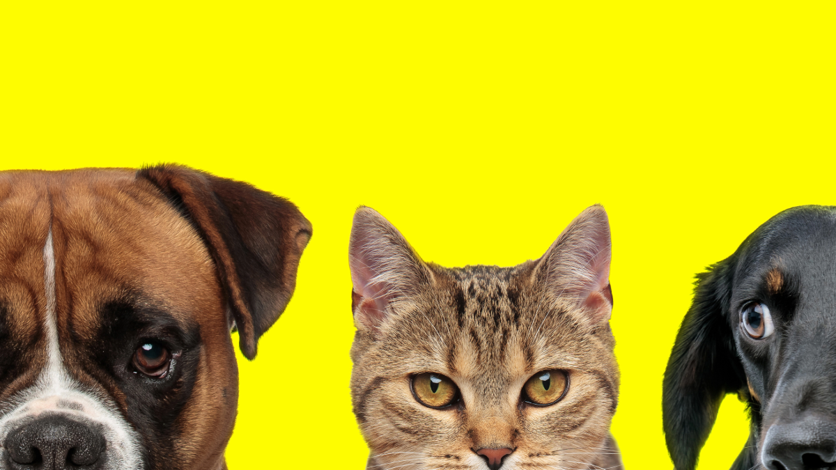 Premier Pet Services LLC