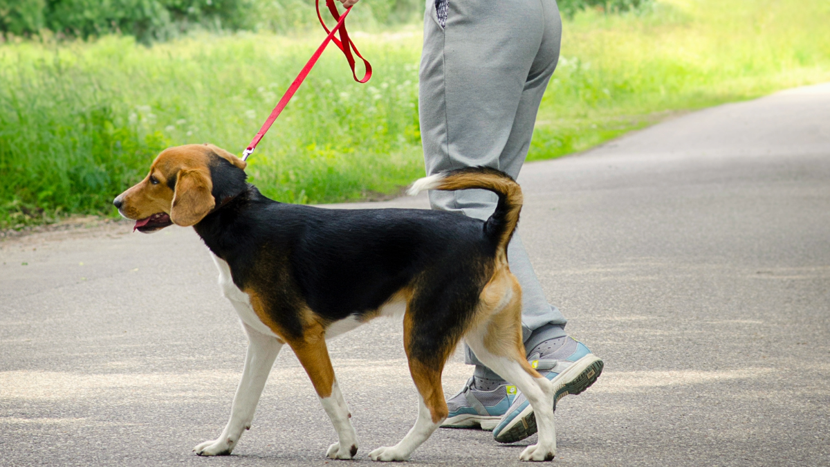 Pet Exercise and Play 