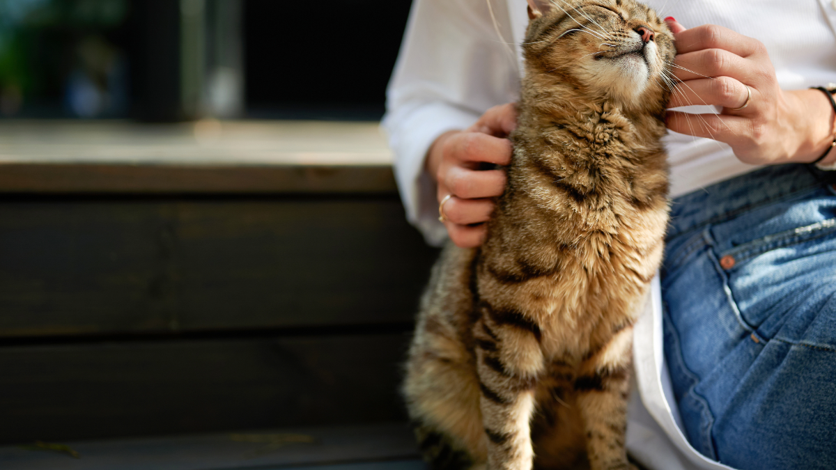 pet sitting blog premier pet services 
