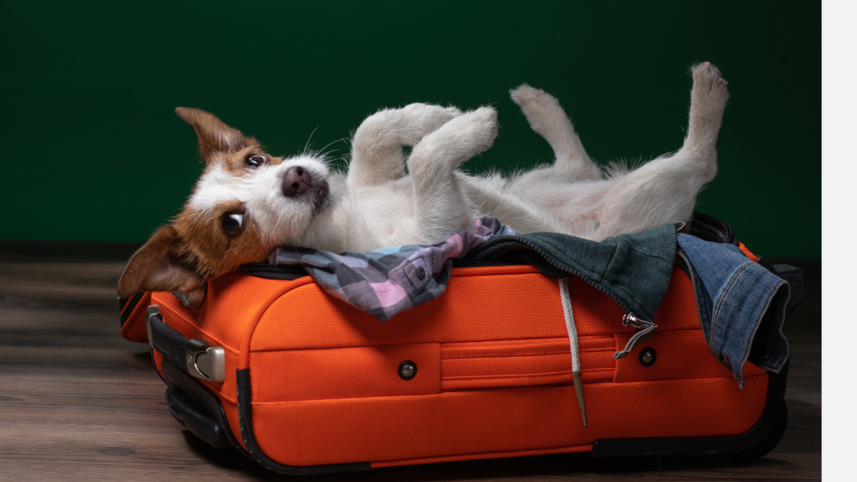 Boarding Premier Pet Services LLC 