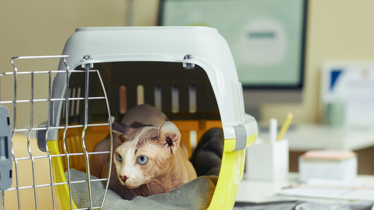 Pet Transportation Premier Pet Services - Veterinary Taxi