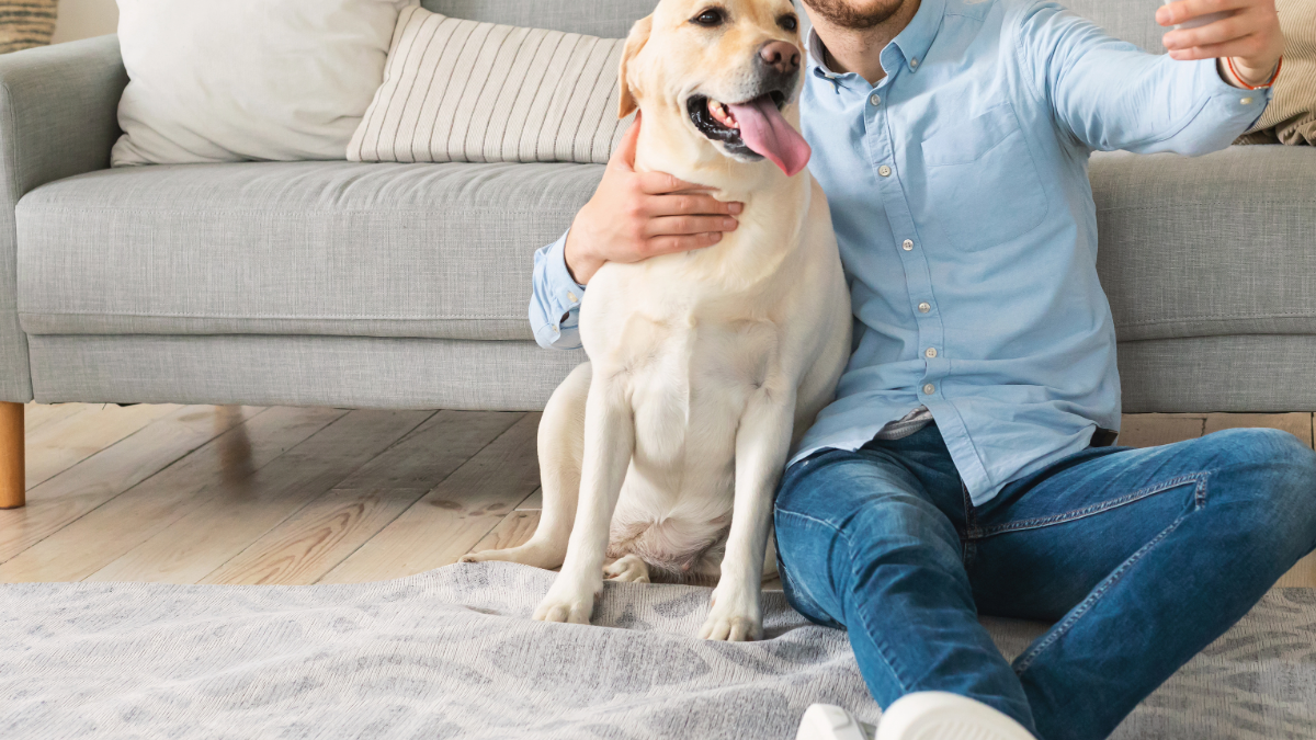 in home pet sitting premier pet services