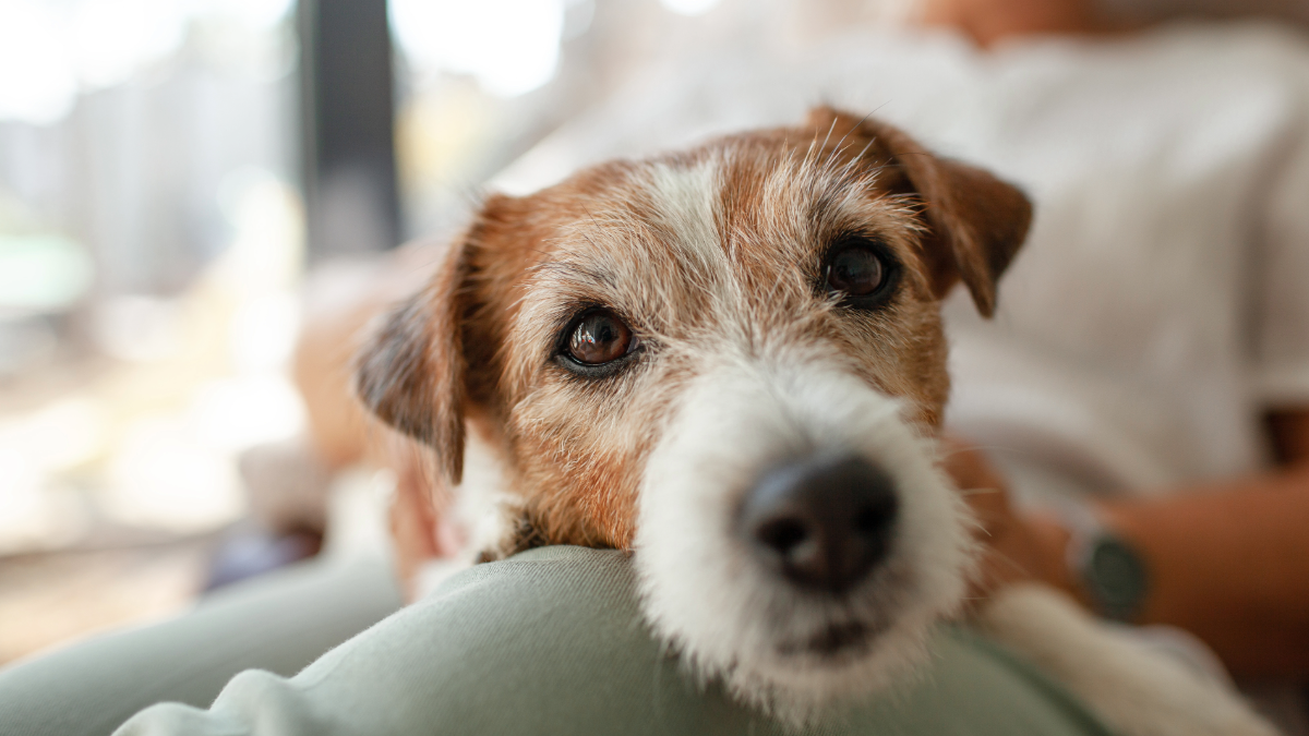 senior pet care - premier pet services 